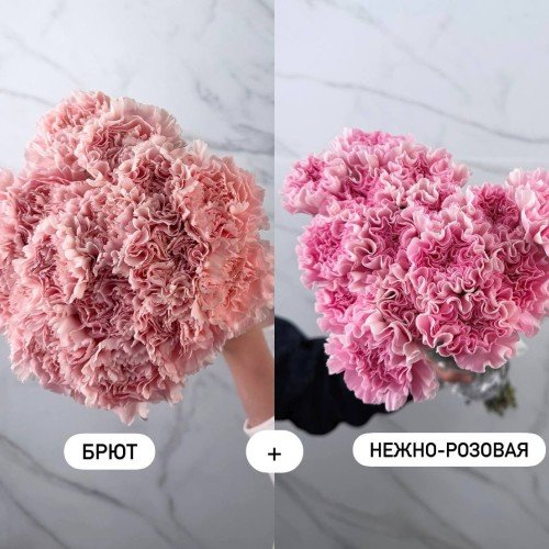Гвоздика одноголовая Брют Нежно-розовая