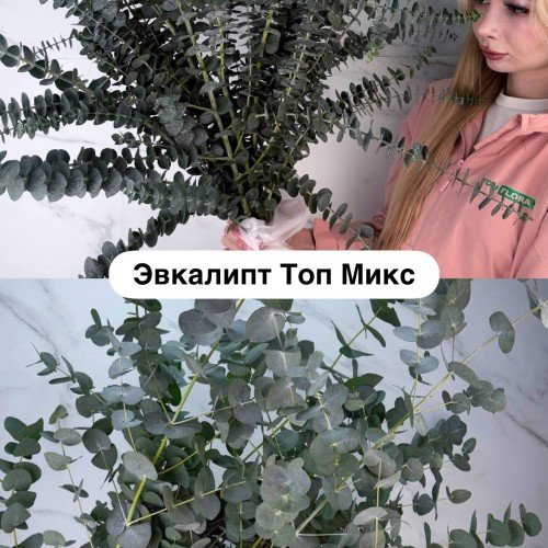 Эвкалипт Топ Микс (Цинерия, Бэби Блю)