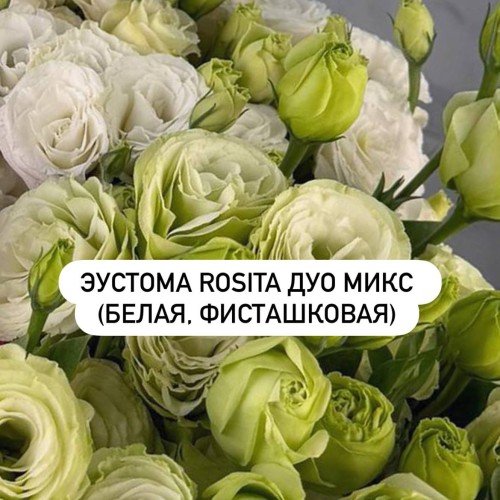 Эустома Rosita Дуо Микс (Белая, Фисташковая)